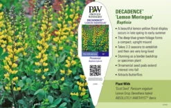 Decadence® Lemon Meringue Baptisia - False Indigo - Proven Winners - Gallon Pot 5 Decadence® Lemon Meringue Baptisia - False Indigo - Proven Winners - Gallon Pot -HIRTS Sales apishey3o 47279.1592331962