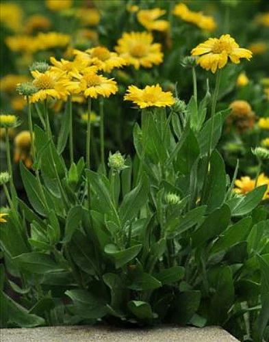 Mesa™ Yellow Blanket Flower - Gaillardia - 2010 AAS Winner - Quart Pot 4 Mesa™ Yellow Blanket Flower - Gaillardia - 2010 AAS Winner - Quart Pot - Image 2