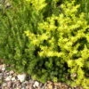 Watch Chain Stonecrop Perennial - Sedum Sexangulare - Loves The Sun - Quart Pot -HIRTS Sales apishxros 36941.1592324018