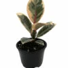 Tineke Rubber Tree Plant - Ficus - NEW Yet Very OLD! - 4" Pot