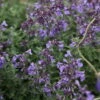 Junior Walker Catmint Perennial - Nepeta Faassenii - Shotgun Blooms -Quart Pot -HIRTS Sales apisjjg72 85412.1592326595