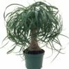 Guatemalan Red Ponytail Palm - Beaucarnea - 6" Pot - Easy To Grow - Live Plant -HIRTS Sales apislyqck 31989.1592328533