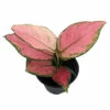Cherry Chinese Evergreen Plant - Aglaonema-Grows In Dim Light-4" Pot-Collector's -HIRTS Sales apisn0ss7 37441.1647042312