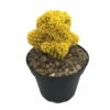 Blazing Yellow Living Desert Jewel Cactus - 4" Pot -HIRTS Sales apisn1jse 08505.1592329657