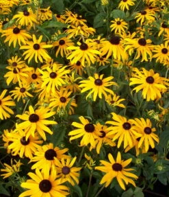 Black-Eyed Susan Goldsturm Rudbeckia - Live Plant - Quart Pot