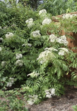 Johns Elderberry Perennial Shrub - Sambucus - Native - 3.25" Pot -HIRTS Sales apisowjcj 39107.1592329618