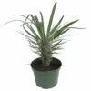 Madagascar Palm - Pachypodium Lamerei - Exotic & Easy! - 6" Pot -HIRTS Sales apisw23xp 99866.1592326448