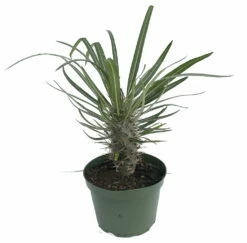 Madagascar Palm - Pachypodium Lamerei - Exotic & Easy! - 6" Pot