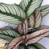 Rare White Star Peacock Plant - Calathea - Easy House Plant - 4" Pot -HIRTS Sales apit3s8p8 12707.1608239000