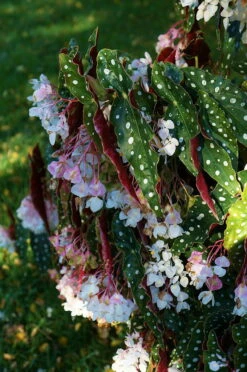 Rare Polka Dot Bat Wing Begonia Plant - Begonia Maculata Variegata - 6" Pot -HIRTS Sales apitbg50r 01005.1592324998
