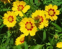 Tequila Sunrise Coreopsis Perennial Plant - Quart Pot 7 Tequila Sunrise Coreopsis Perennial Plant - Quart Pot -HIRTS Sales apitcg6mi 85121.1592323237