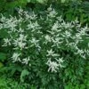 Bridal Veil Astilbe - Shade Perennial - False Spirea - Live Plant - Gallon Pot -HIRTS Sales apitcvvkx 21647.1592318211