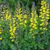 Decadence® Lemon Meringue Baptisia - False Indigo - Proven Winners - Gallon Pot -HIRTS Sales apithos6z 06618.1592331962