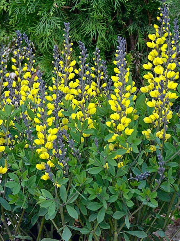 Decadence® Lemon Meringue Baptisia - False Indigo - Proven Winners - Gallon Pot 3 Decadence® Lemon Meringue Baptisia - False Indigo - Proven Winners - Gallon Pot