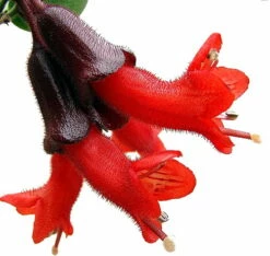 Lipstick Plant - Mini 4" Hanging Pot - Aeschynanthus - Easy To Grow House Plant 7 Lipstick Plant - Mini 4" Hanging Pot - Aeschynanthus - Easy To Grow House Plant -HIRTS Sales apitjpa1g 15408.1592317409