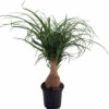 Guatemalan Red Ponytail Palm - Stump - Beaucarnea - 4" Pot - Collector's Series -HIRTS Sales apitk4jxv 73751.1592325587