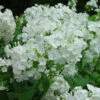 David Hardy Tall Phlox- White-Perennial Of The Year 2002- Live Plant- Gallon Pot -HIRTS Sales apitl7nmu 15927.1592329802