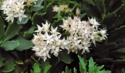Thundercloud Sedum - Hardy Perennial Groundcover - Quart Pot -HIRTS Sales apitm9zd5 11628.1592326178