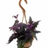 Purple Passion Plant - 4" Mini Hanging Basket - EROTIC - Gynura -HIRTS Sales apitnityl 89361.1592317260