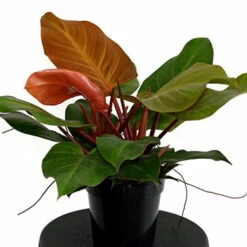 McColley's Finale Philodendron - Easy To Grow - 6" Pot - Collector's Series -HIRTS Sales apitnkrwg 76716.1592326460