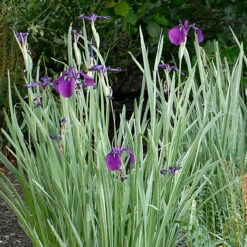 Variegated Japanese Iris Ensata Plant - AGM Winner - Ensata - Gallon Pot