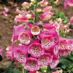 Camelot Rose Foxglove - Digitalis - Hardy Perennial - Quart Pot -HIRTS Sales apitqdvbz 28853.1592325739