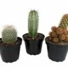 Instant Cactus Collection - 3 Plants - 4" Pots 2 Instant Cactus Collection - 3 Plants - 4" Pots -HIRTS Sales apitrzkfv 09787.1592332238