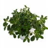 Dancing Doves Cape Primrose Plant - Streptocarpella- Indoors/Out - Shade - 6" HB -HIRTS Sales apituvlf1 07326.1592317005