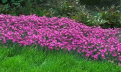 Fire Witch Dianthus Perennial - Spicy Fragrance! - Quart Pot 8 Fire Witch Dianthus Perennial - Spicy Fragrance! - Quart Pot -HIRTS Sales apituyuth 21714.1619271172