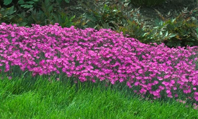 Fire Witch Dianthus Perennial - Spicy Fragrance! - Quart Pot 5 Fire Witch Dianthus Perennial - Spicy Fragrance! - Quart Pot - Image 3