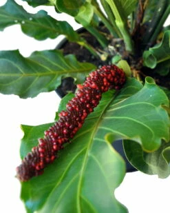 Bird's Nest Anthurium Superbum - Easy To Grow - 4" Pot - Collector's Series 7 Bird's Nest Anthurium Superbum - Easy To Grow - 4" Pot - Collector's Series -HIRTS Sales apitvh5p8 73192.1592326986