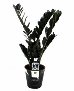 Rare Black Raven ZZ Plant - Zamioculcas Zamiifolia - 6" Pot - Collector's -HIRTS Sales apitvmwkg 38371.1640122347