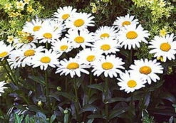 Banana Cream Shasta Daisy - Leucanthemum - Compact Plant - Gallon Pot -HIRTS Sales apitxkoym 83351.1592327171
