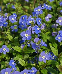 Georgia Blue Veronica - Speedwell - Quart Pot - Rich Blue Creeper -HIRTS Sales apitynj7g 07921.1616329862