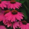 Pow Wow Wild Berry Coneflower - Echinacea - Quart Pot -HIRTS Sales apiu77nml 98372.1592325735