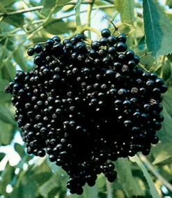 Johns Elderberry Perennial Shrub - Sambucus - Native - 3.25" Pot -HIRTS Sales apiuemv5e 77983.1592329618