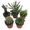 Instant Cactus/Succulent Collection - 5 Plants -Terrarium/Fairy Garden- 2" Pots 2 Instant Cactus/Succulent Collection - 5 Plants -Terrarium/Fairy Garden- 2" Pots -HIRTS Sales apiukgady 47757.1592317789