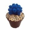Tara Blue Living Desert Jewel Cactus - 4" Pot -HIRTS Sales apiunz9s9 93706.1592329640