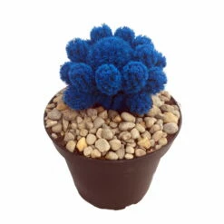 Tara Blue Living Desert Jewel Cactus - 4" Pot