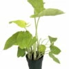 Lime Zinger Elephant Ear Plant - Xanthosoma - Indoors Or Out - 6" Pot 2 Lime Zinger Elephant Ear Plant - Xanthosoma - Indoors Or Out - 6" Pot -HIRTS Sales apiupzgha 48051.1592333329