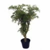 Stylized Thick Trunk Japanese Ming Tree - Polyscias Fruticosa - Indoor - 6" Pot -HIRTS Sales apiusakqm 16668.1592330380