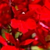 Vulcan Red Cardinal Perennial Live Plant - Lobelia - Very Hardy - Quart Pot -HIRTS Sales apiusolz4 83467.1592325700