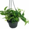 Golden Devil's Ivy - Pothos - Epipremnum - 6" Hanging Pot - Clean Air Machine -HIRTS Sales apiutytka 48435.1592324793