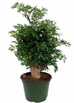 Stylized Thick Trunk Japanese Ming Tree - Polyscias Fruticosa - Indoor - 6" Pot -HIRTS Sales apiuuormf 52129.1592330381