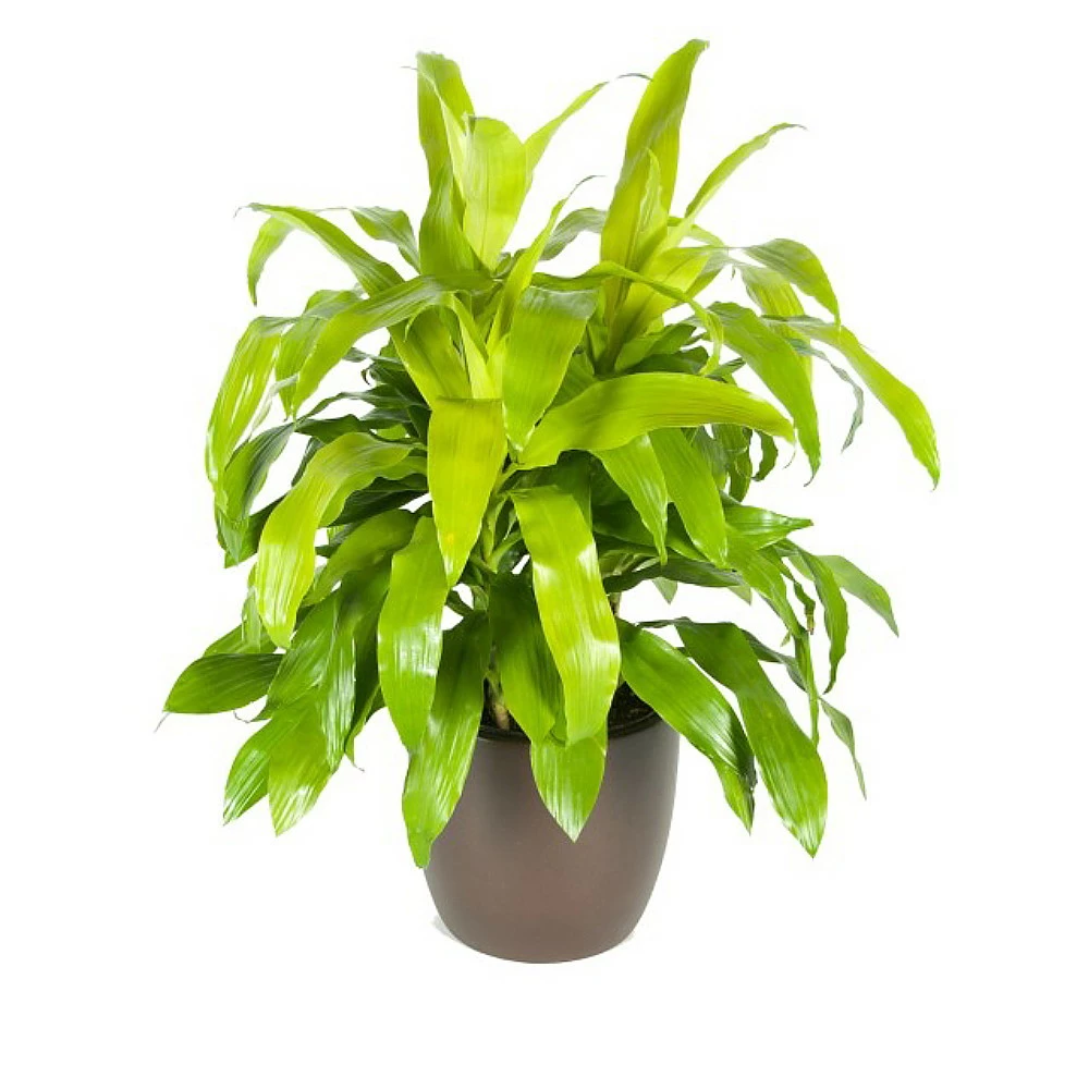 Limelight Madagascar Dragon Tree - Dracaena - 6" Pot - Easy To Grow House Plant 4 Limelight Madagascar Dragon Tree - Dracaena - 6" Pot - Easy To Grow House Plant - Image 2