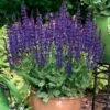 Color Spires® Violet Riot Meadow Sage - Salvia - Gallon Pot - Proven Winners -HIRTS Sales apiuzrcoh 70631.1592331950