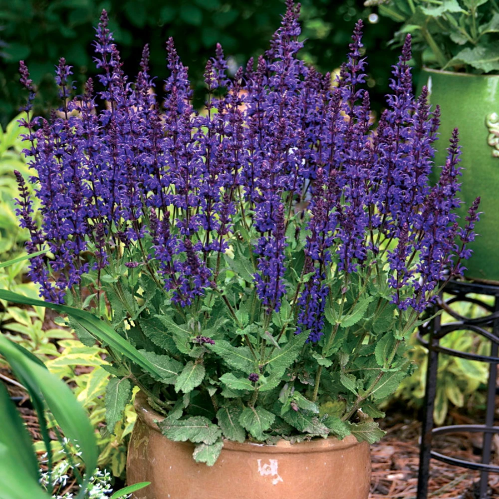 Color Spires® Violet Riot Meadow Sage - Salvia - Gallon Pot - Proven Winners 3 Color Spires® Violet Riot Meadow Sage - Salvia - Gallon Pot - Proven Winners