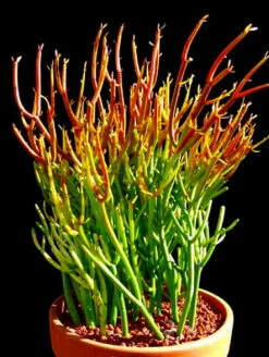 Firesticks Pencil Cactus - Euphorbia - Easy To Grow/Hard To Kill! - 6" Pot -HIRTS Sales apiv7anjm 50008.1592327322