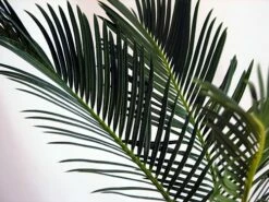 Sago Palm - Living Fossil Plant - Cycas Revoluta - 4" Pot -HIRTS Sales apivhmhy9 19496.1592329846