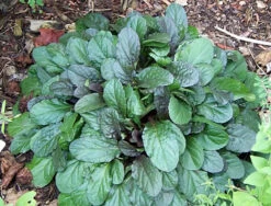 Chocolate Chip Ajuga - Carpet Bugle - Miniature Leaves - 48 Plants -1 3/4" Pot -HIRTS Sales apivo0hgv 05577.1616634180